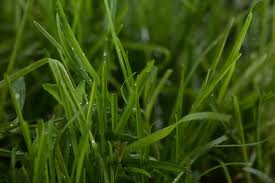 hierba verde