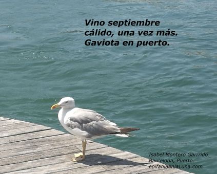 IMG_20180727_134030 texto gaviota